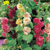 ZEshops Radiant Rose double hollyhock seeds deliver colorful blooms for borders.