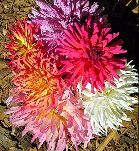 Zinnia Super Cactus Mix 6-inch bloom adds vibrant color to garden borders