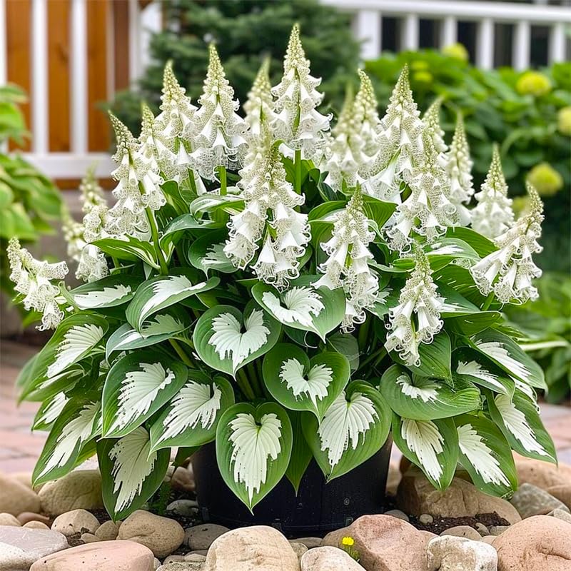 315+ Perennial Mix Color Hosta Seeds suit container gardening on patios