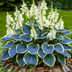 315+ Perennial Mix Color Hosta Seeds germinate best in warm, indirect light