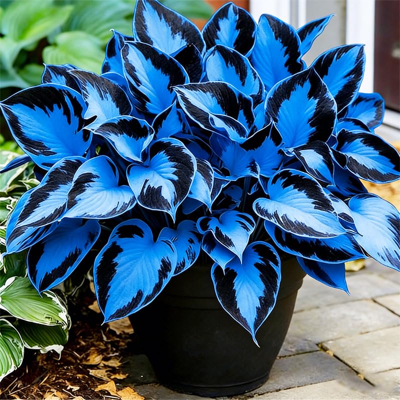 315+ Perennial Mix Color Hosta Seeds need steady moisture for healthy growth