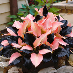 315+ Perennial Mix Color Hosta Seeds ideal for shaded borders