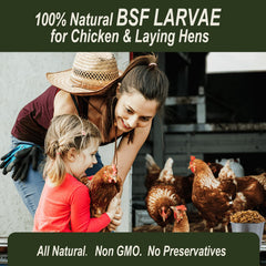 Nutrition breakdown graphic for Adaman BSF larvae showing high protein content for birds.