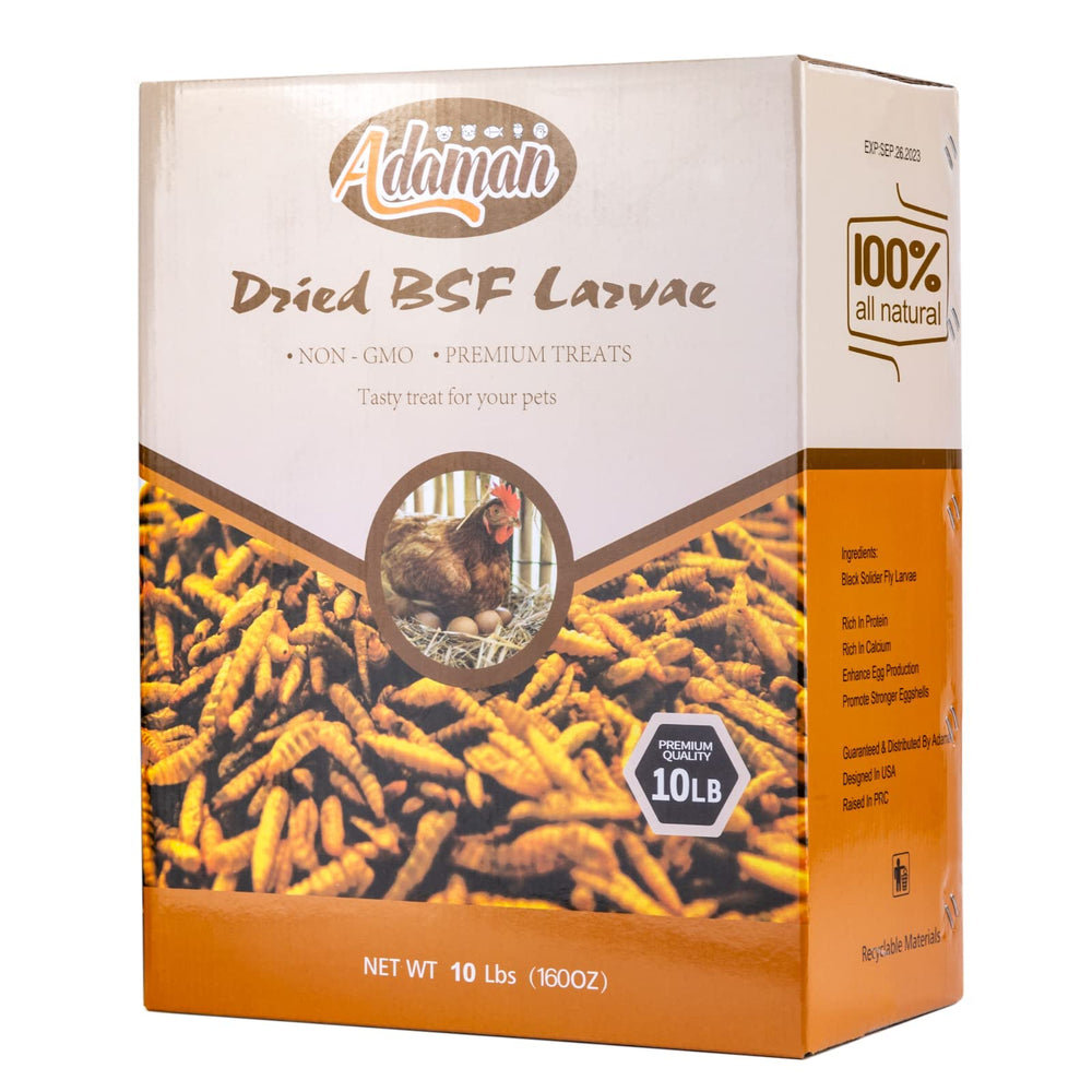 Adaman BSF larvae being scooped onto coop feed as topping.
