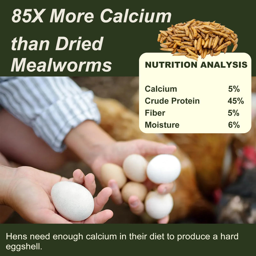 Serving on chicken feed shows BSF larvae as a protein boost.