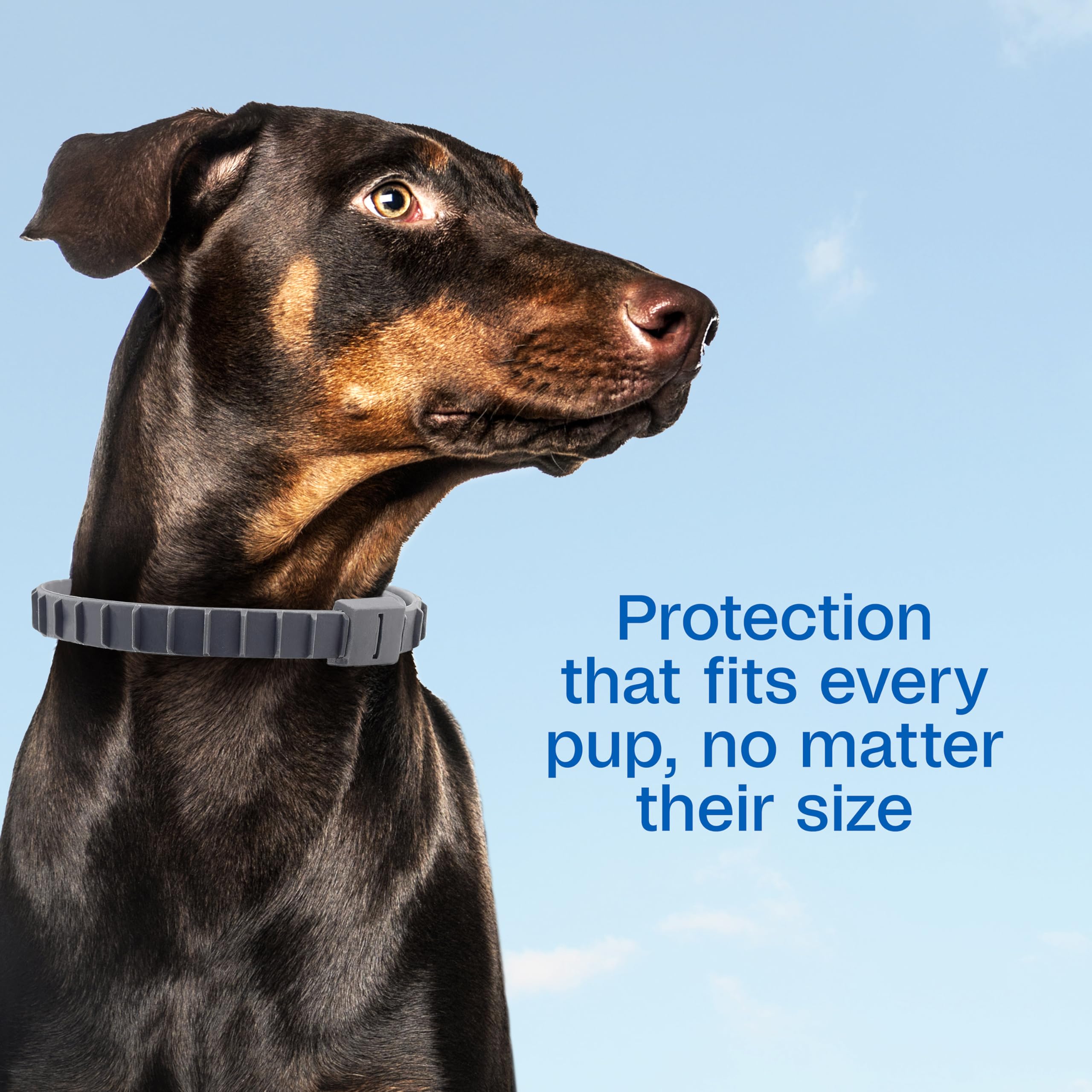 Adjustable collar fitted to dog neck with easy secure buckle.