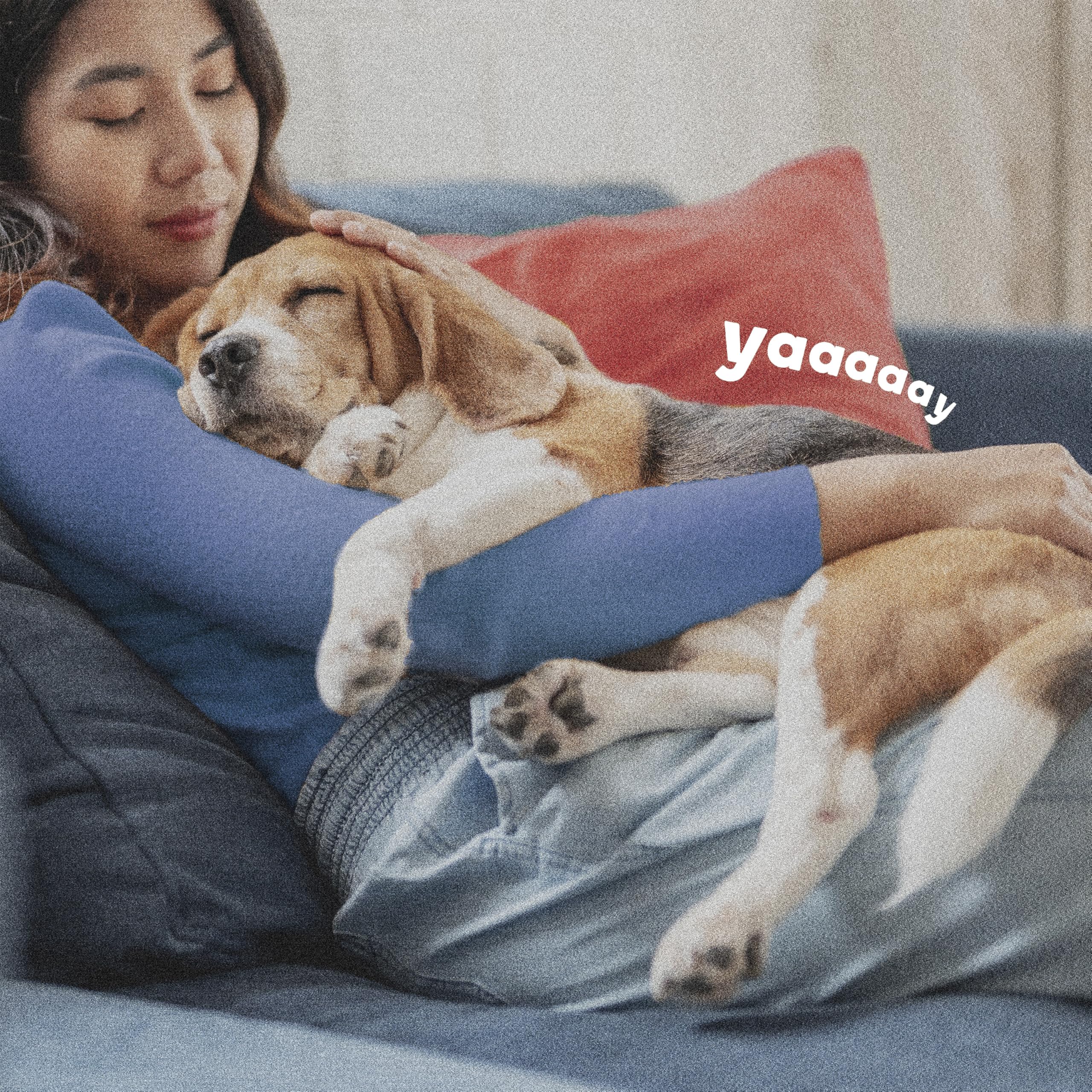 ADAMS Flea & Tick Home Spray on upholstery suggests long-lasting protection up to seven months