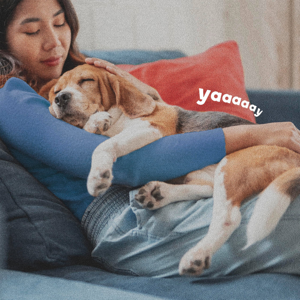 ADAMS Flea & Tick Home Spray on upholstery suggests long-lasting protection up to seven months