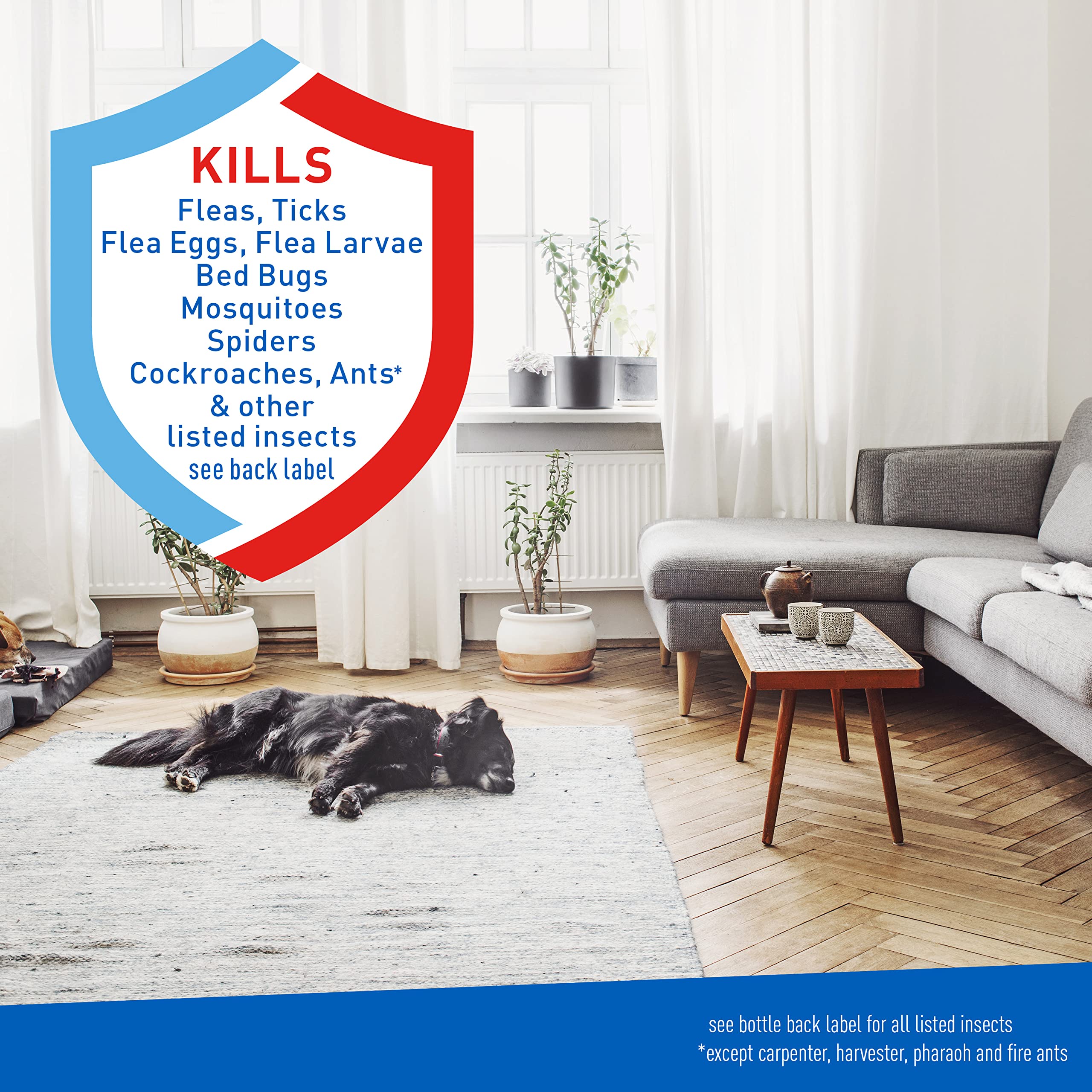 ADAMS flea and tick spray applied to carpet for immediate pest control
