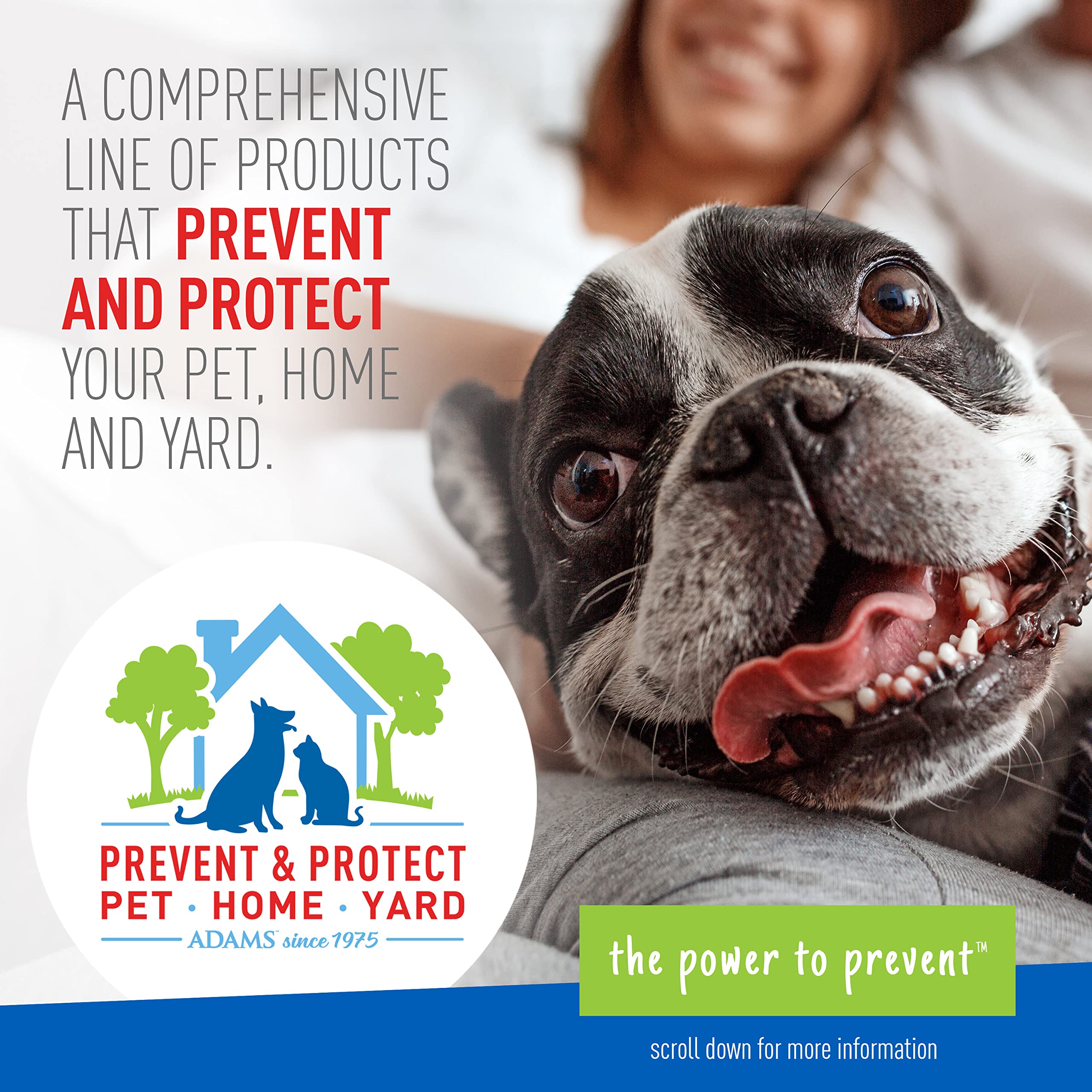ADAMS spray in living room areas where pests hide