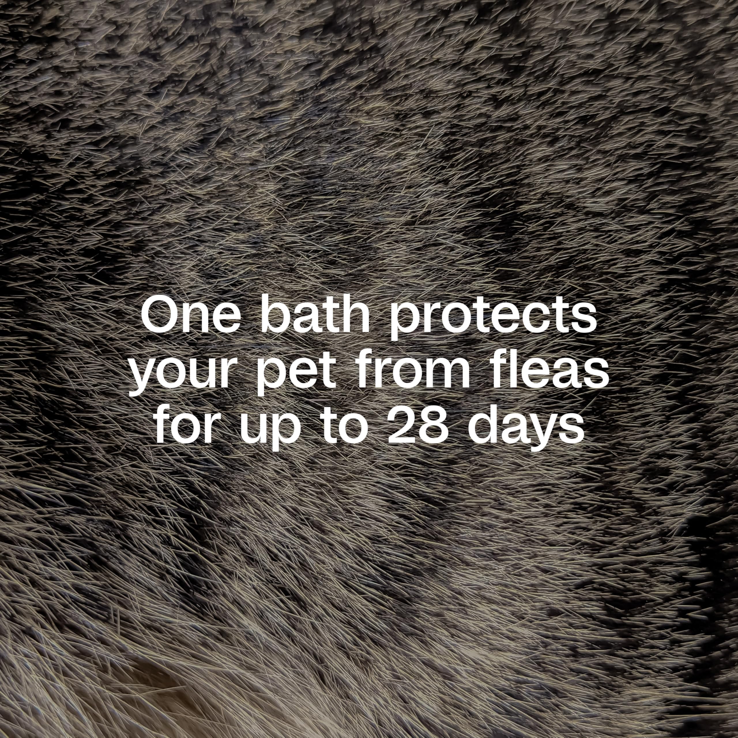 Pet coat looks soft and shiny after using ADAMS Plus shampoo.