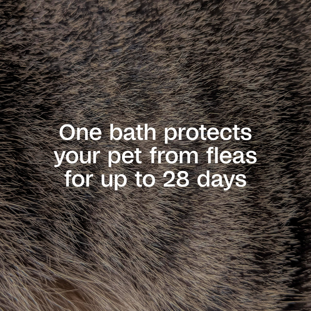 Pet coat looks soft and shiny after using ADAMS Plus shampoo.