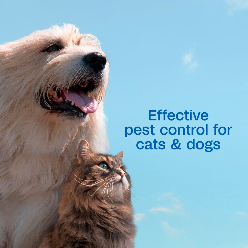 ADAMS Plus soft shiny coat after wash illustrates grooming result