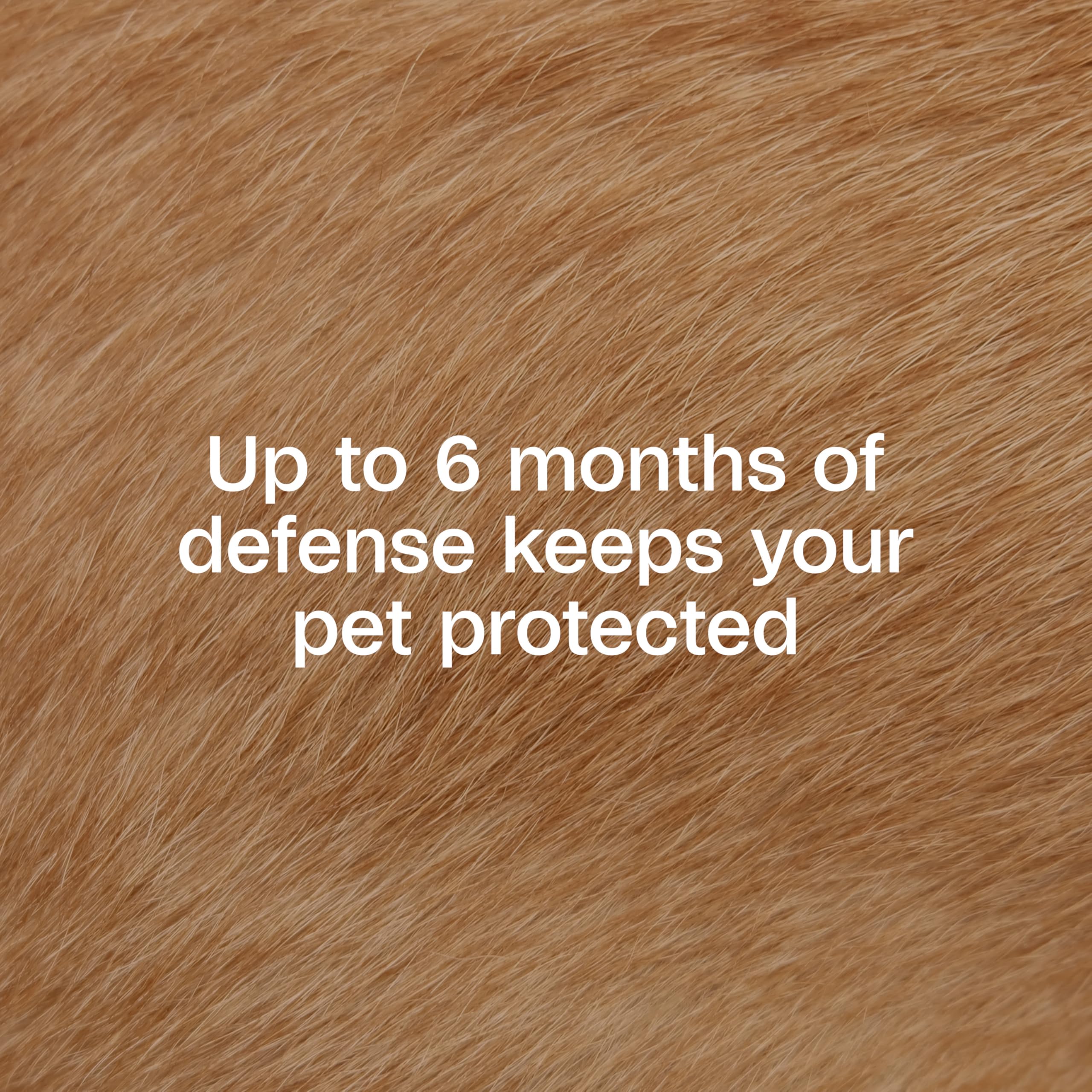 Water-resistant dog collar withstands swimming and rain for continuous defense.