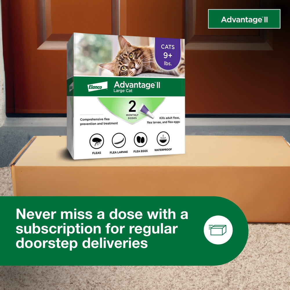 Advantage II Large Cat is safe for indoor and outdoor cats.