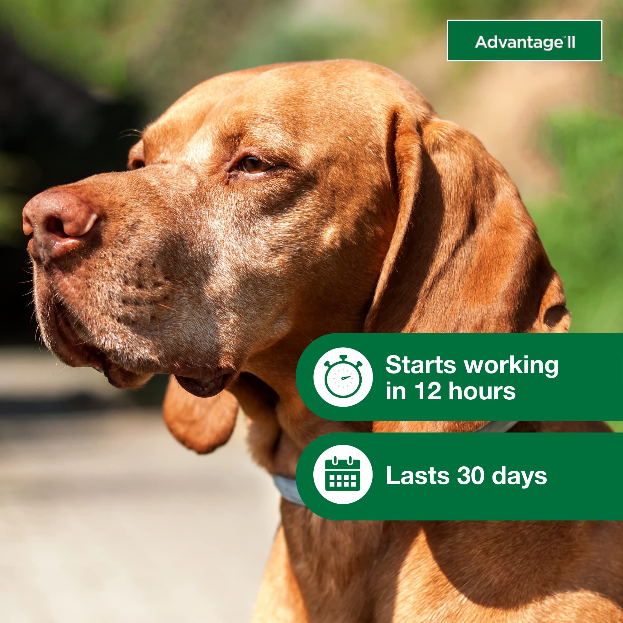 Advantage II Large Dog stays waterproof after 24 hours