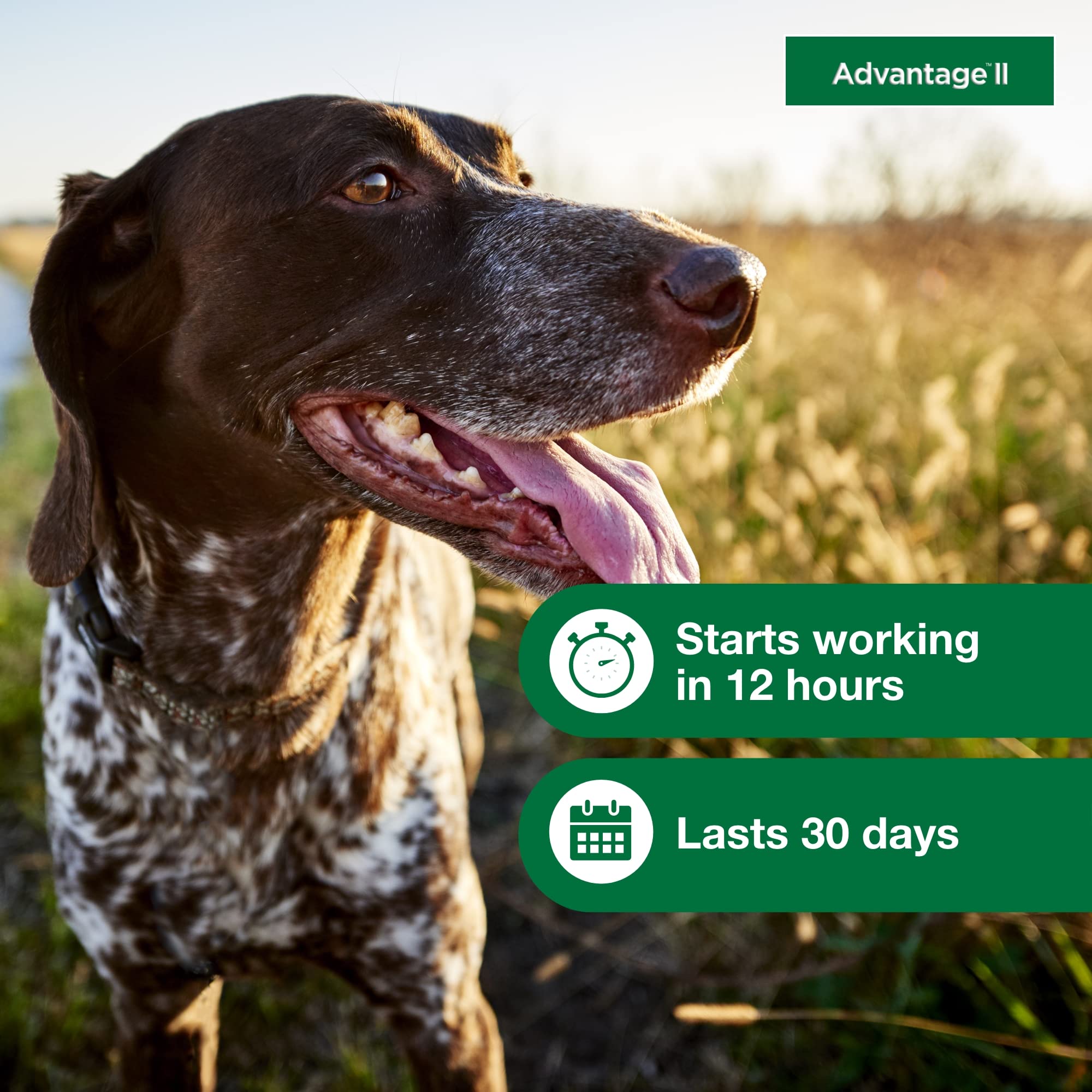 Advantage II Medium Dog fragrance-free formula suitable for sensitive noses.