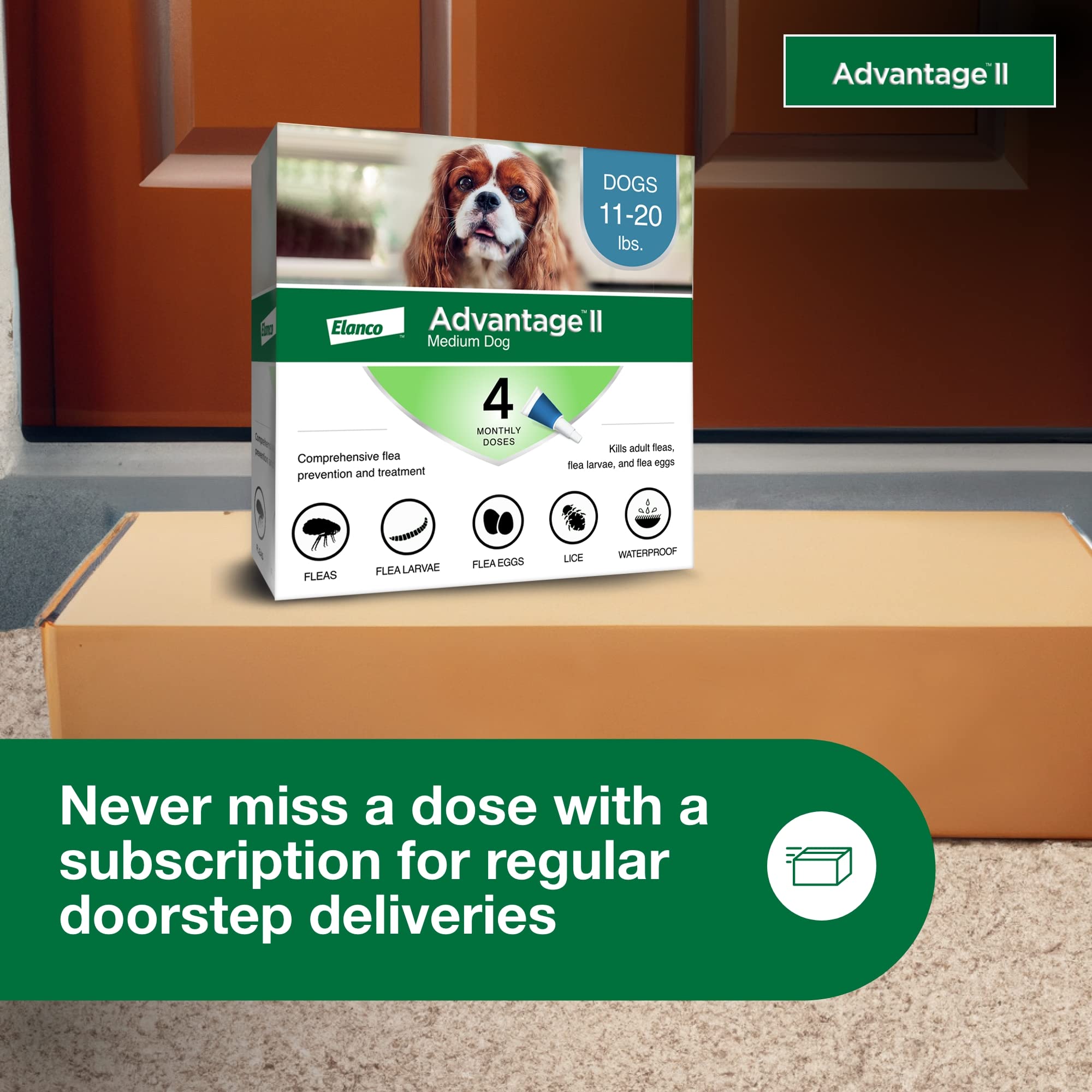 Advantage II Medium Dog safe for indoor and outdoor dogs.