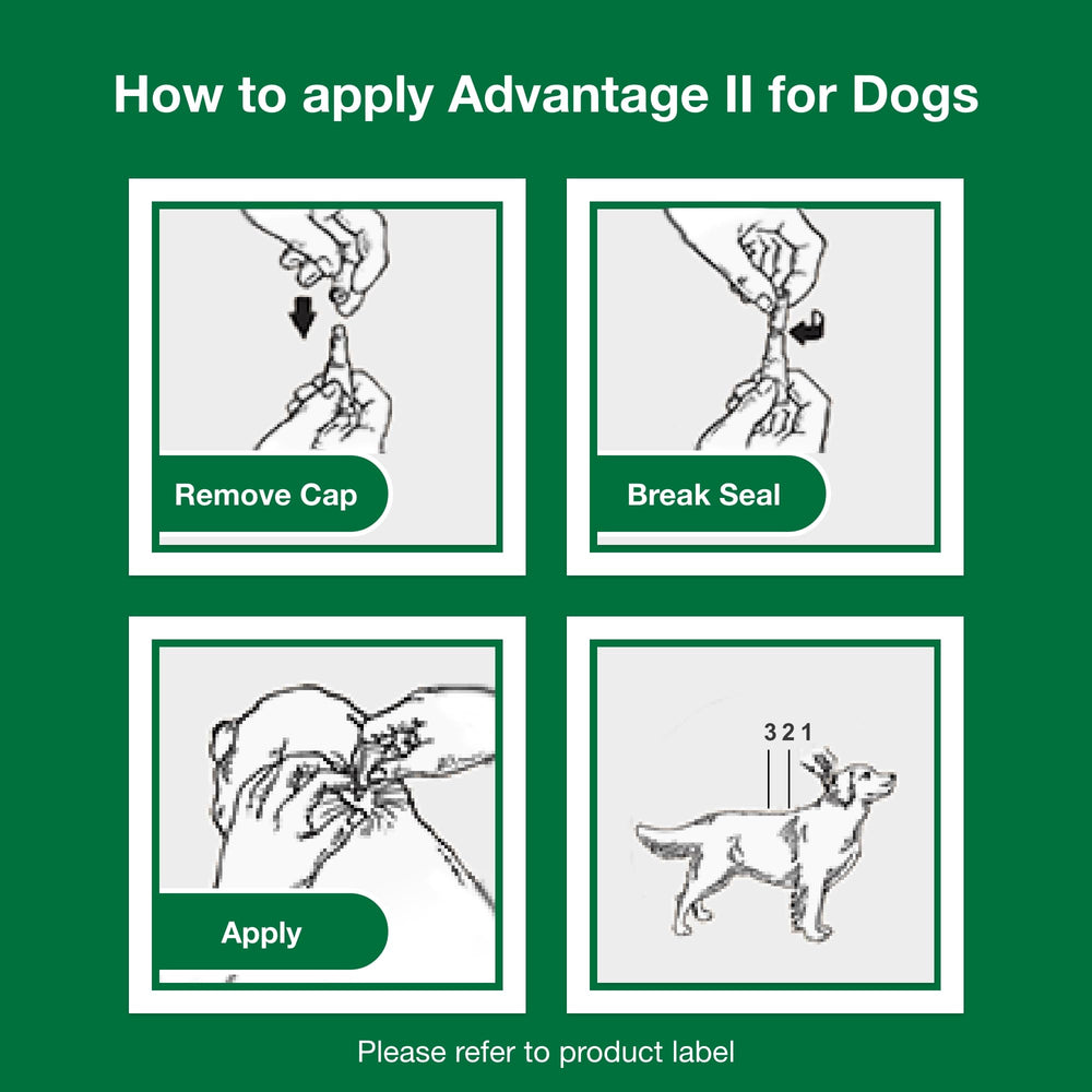 Advantage II Medium Dog ready for adventures after treatment.