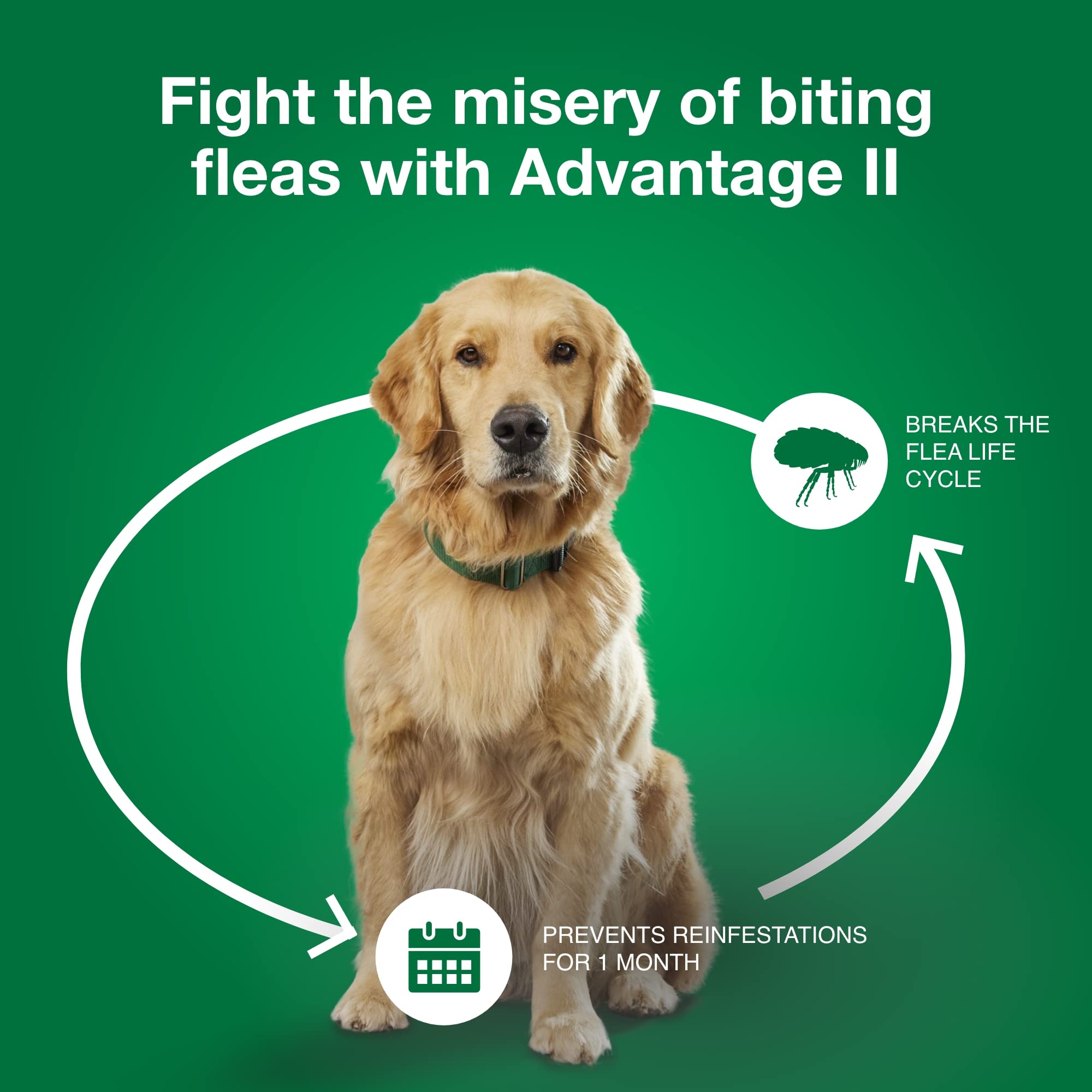 Advantage II Medium Dog waterproof after 24 hours to withstand play.