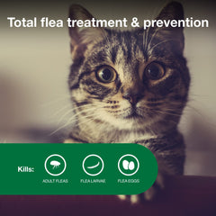 Advantage II Small Cat kills fleas within 12 hours of application.