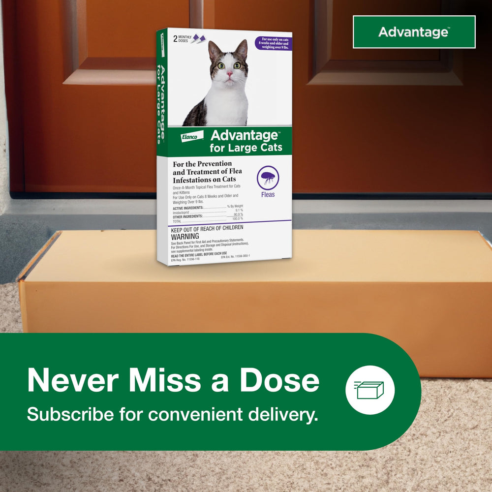 Advantage Large Cat flea drops for simple, repeatable care.