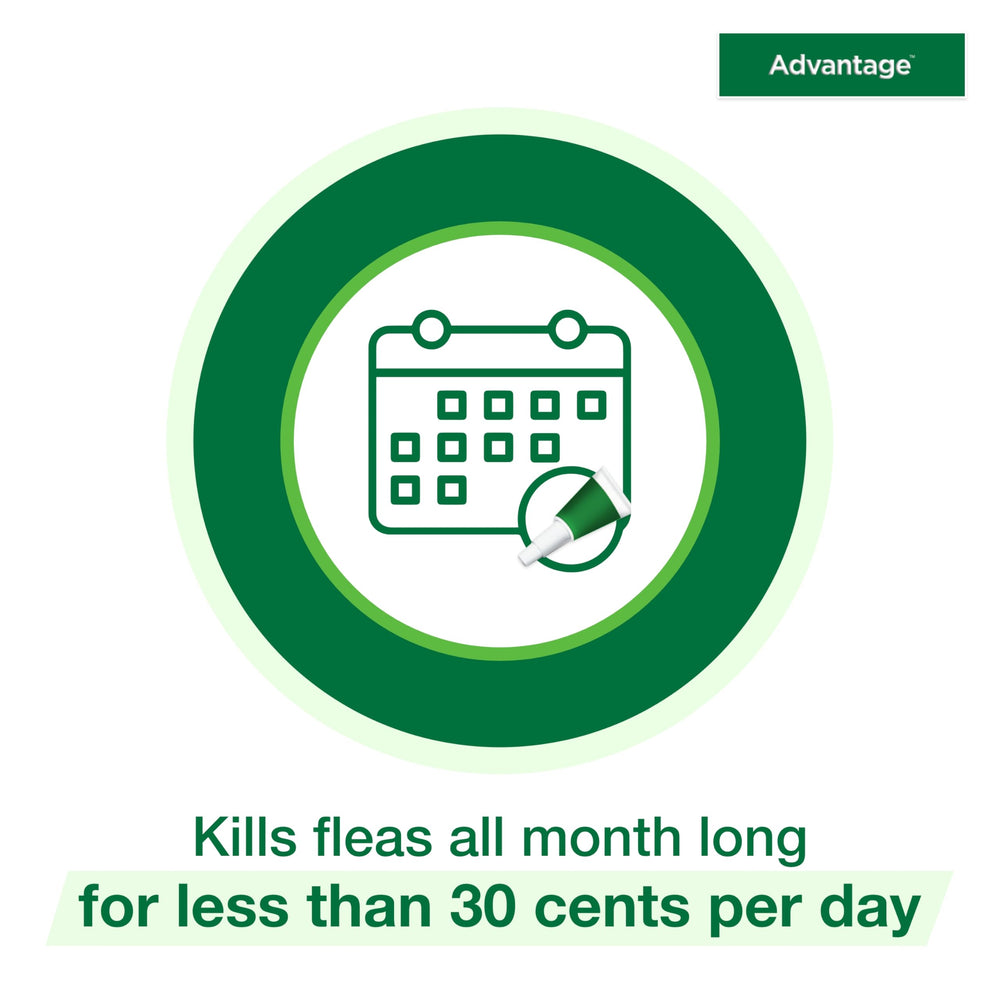 Advantage Large Cat flea drops offer easy monthly application without pills.