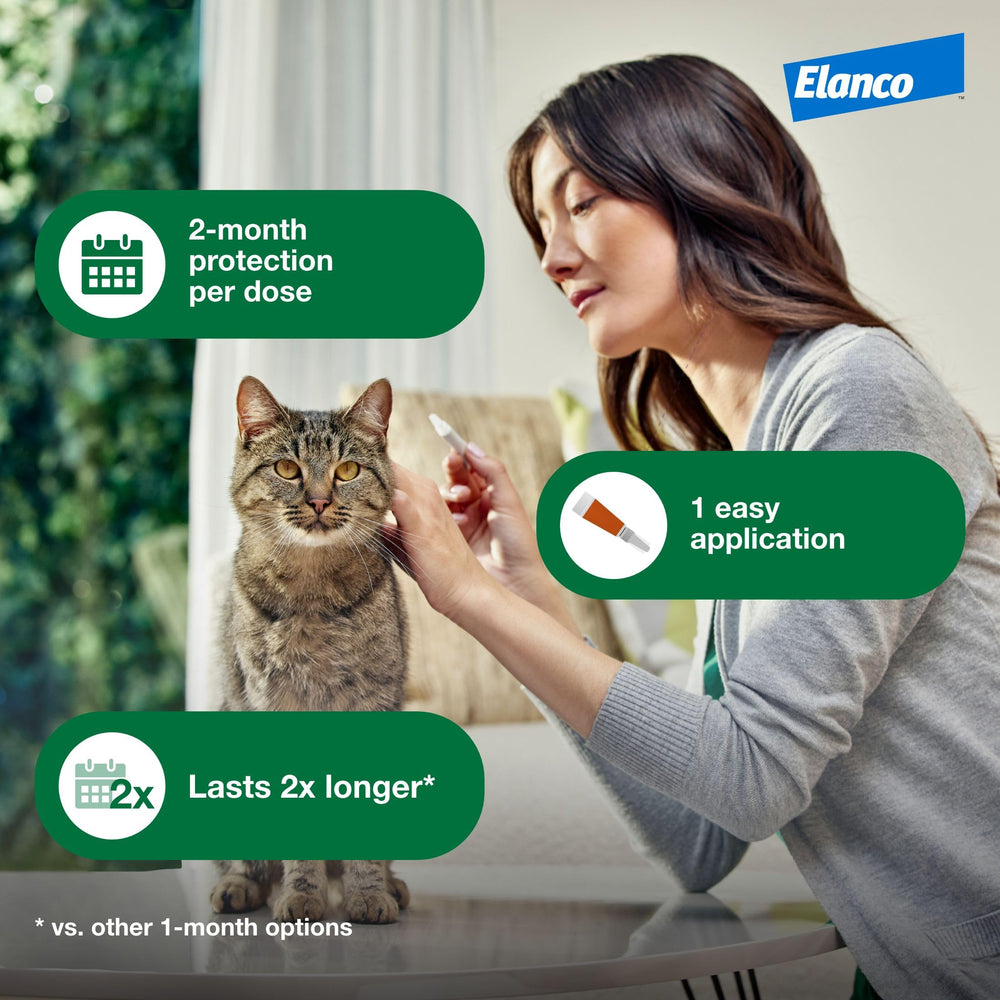 Outdoor cat with Advantage XD protection for flea prevention