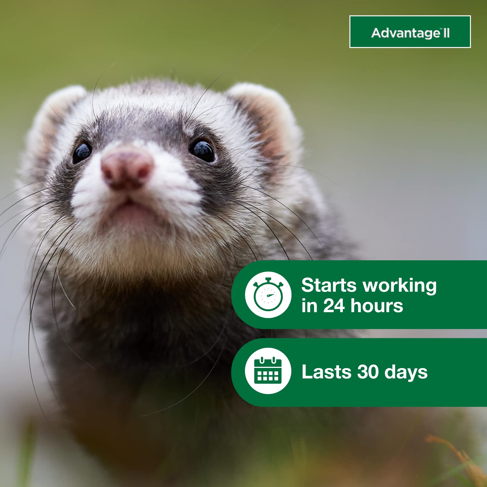 Advantage II Ferret becomes waterproof after 24 hours for easier care.