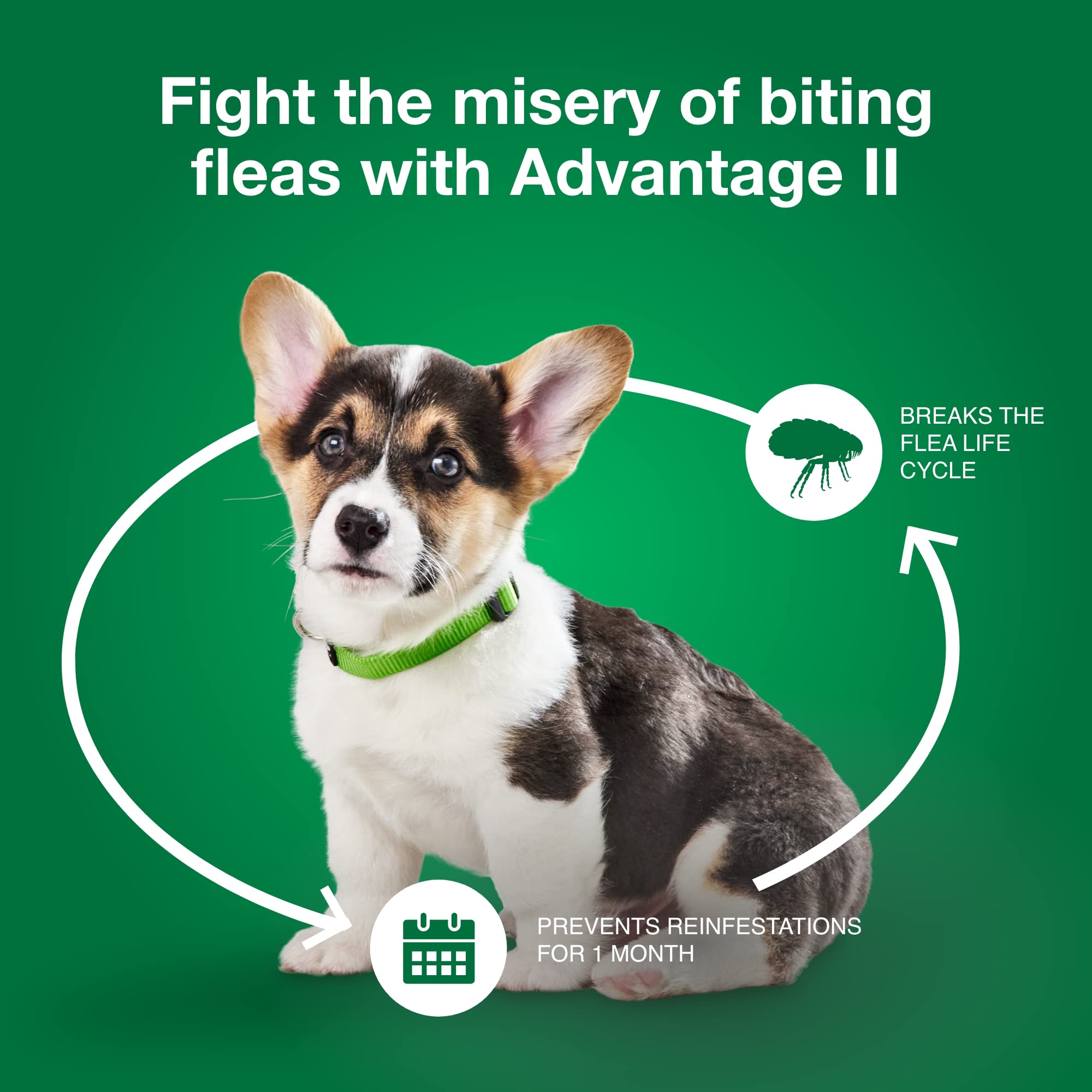Advantage II Small Dog works for indoor and outdoor dogs alike.