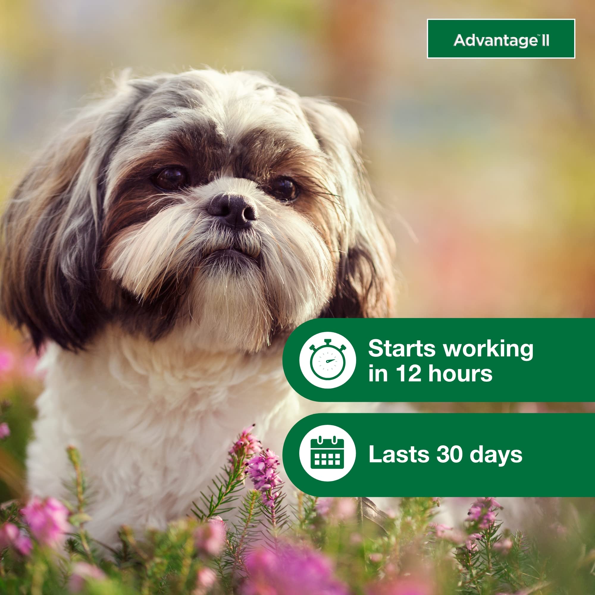 Advantage II Small Dog becomes waterproof after 24 hours for active dogs.