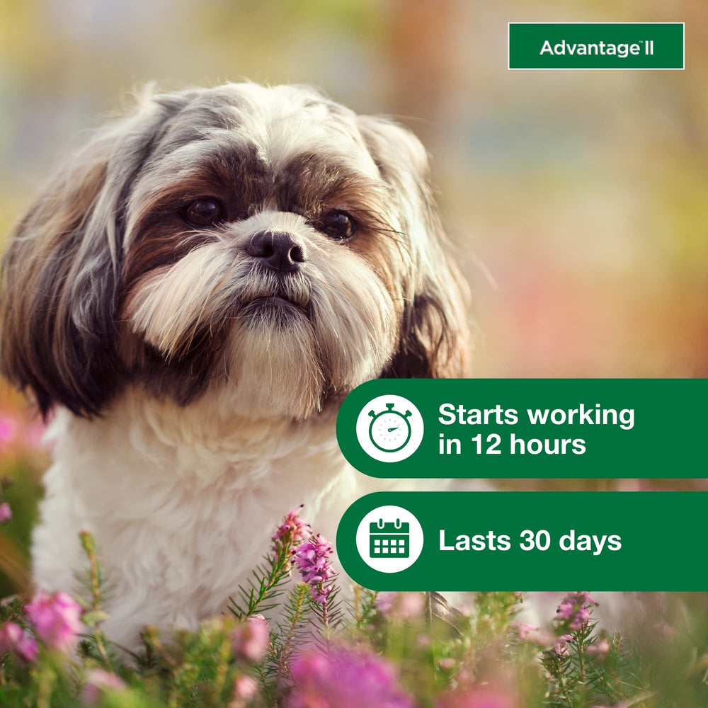 Advantage II Small Dog becomes waterproof after 24 hours for active dogs.