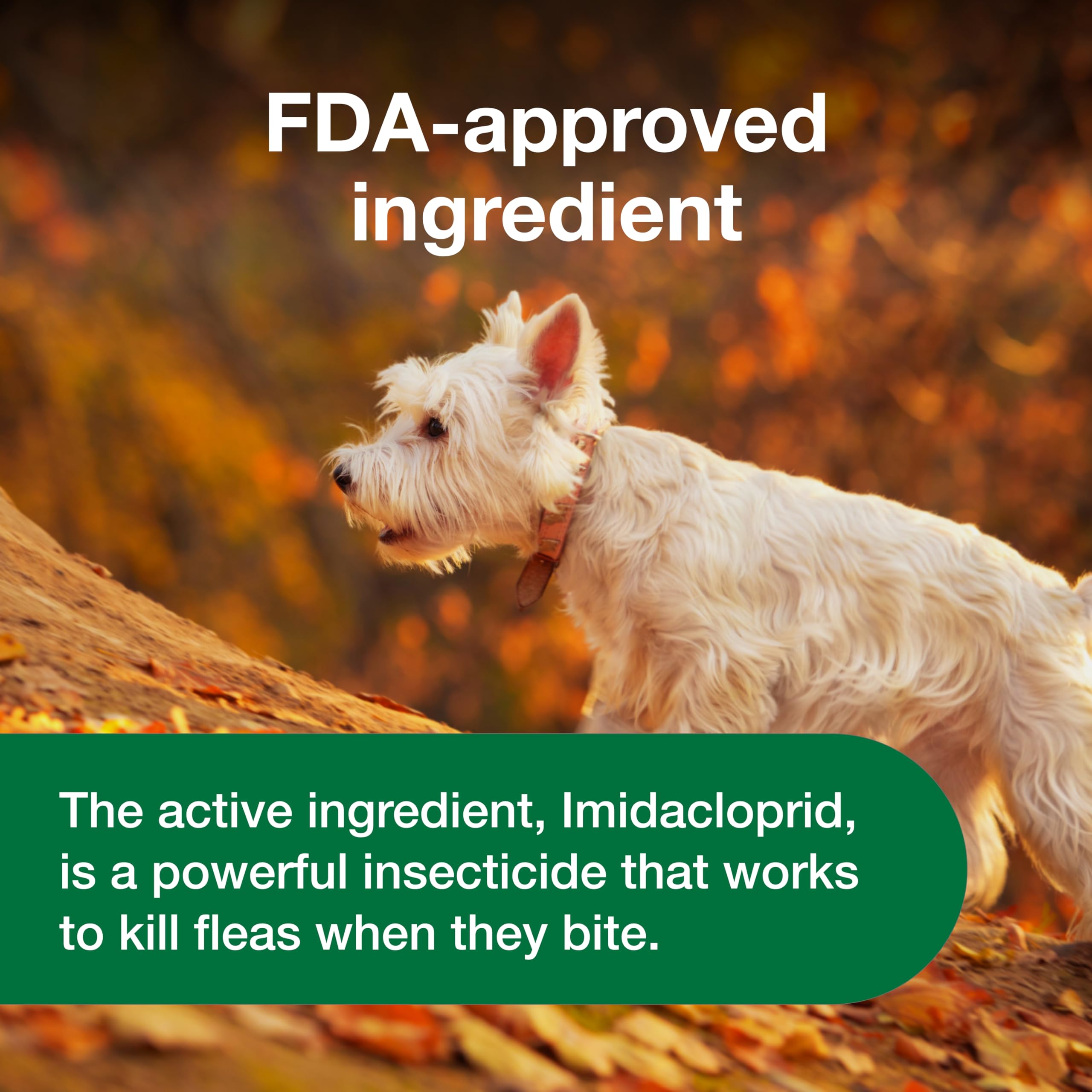 Advantus daily-use option after flea reinfestation.