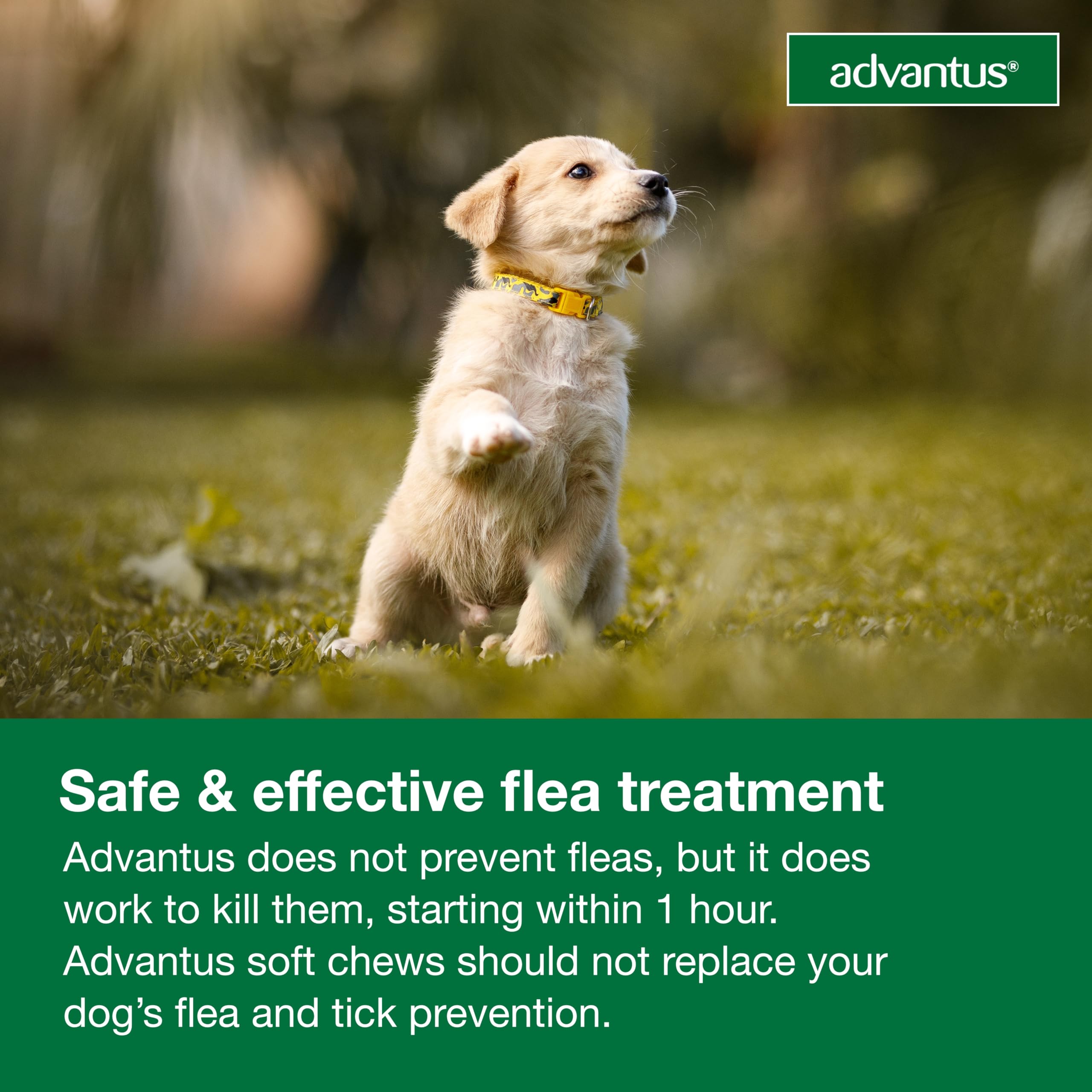 Advantus dog chew easily administered by hand.