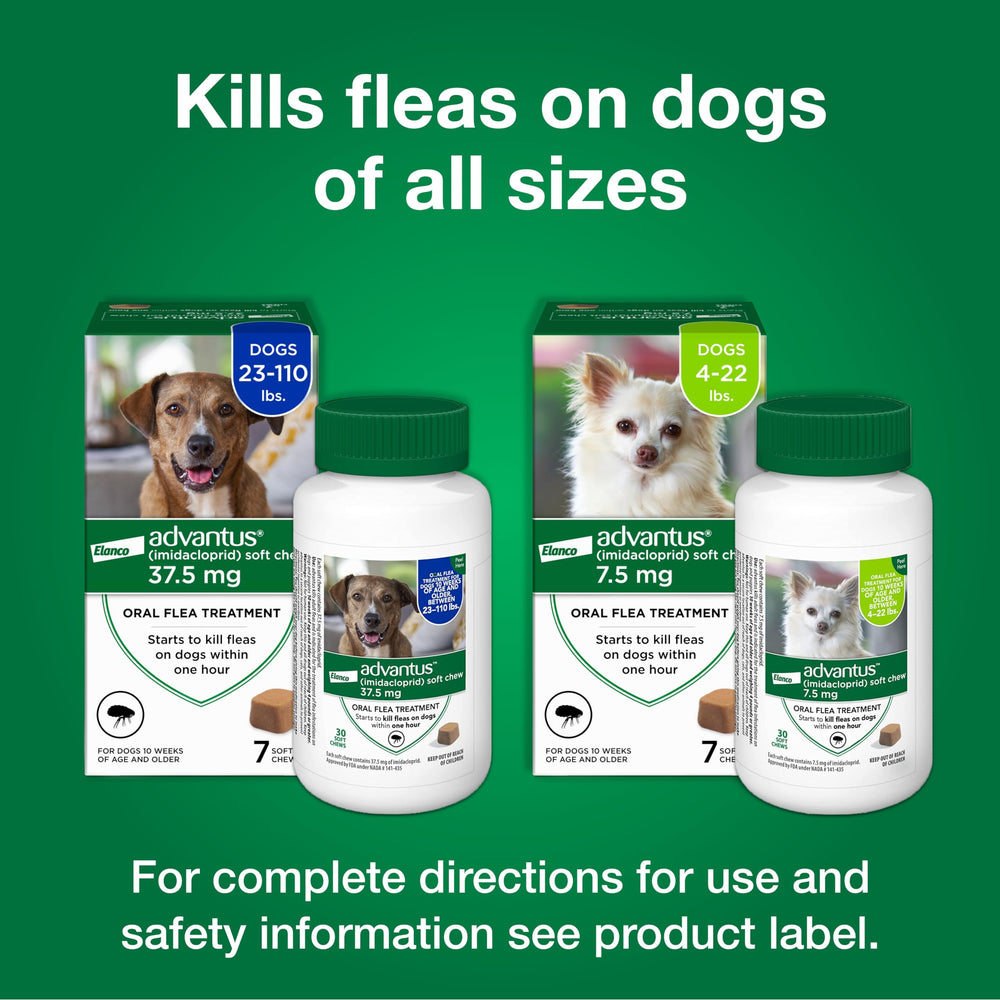 Advantus dog enjoying life after chew suggests quick flea relief.