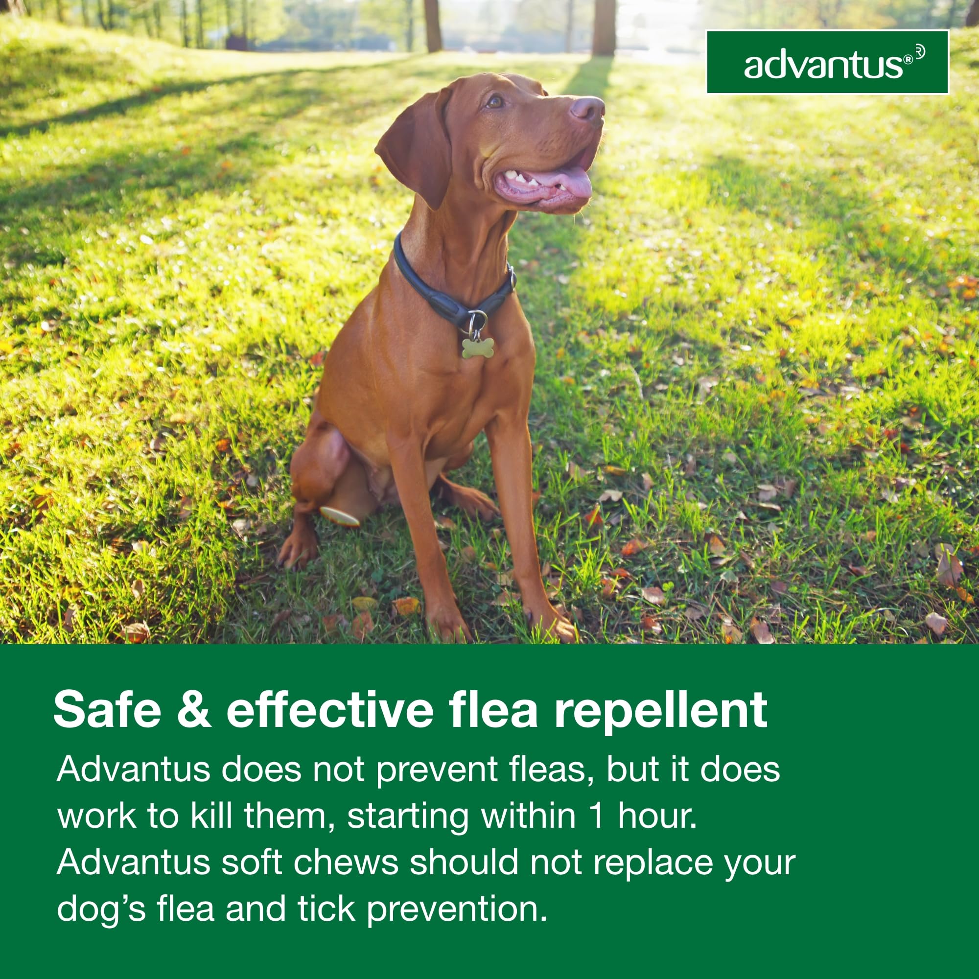 Advantus dog paw close-up with chew demonstrates convenient dosage.