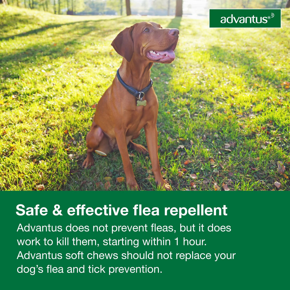 Advantus dog relaxed after chew, ready for a calm walk
