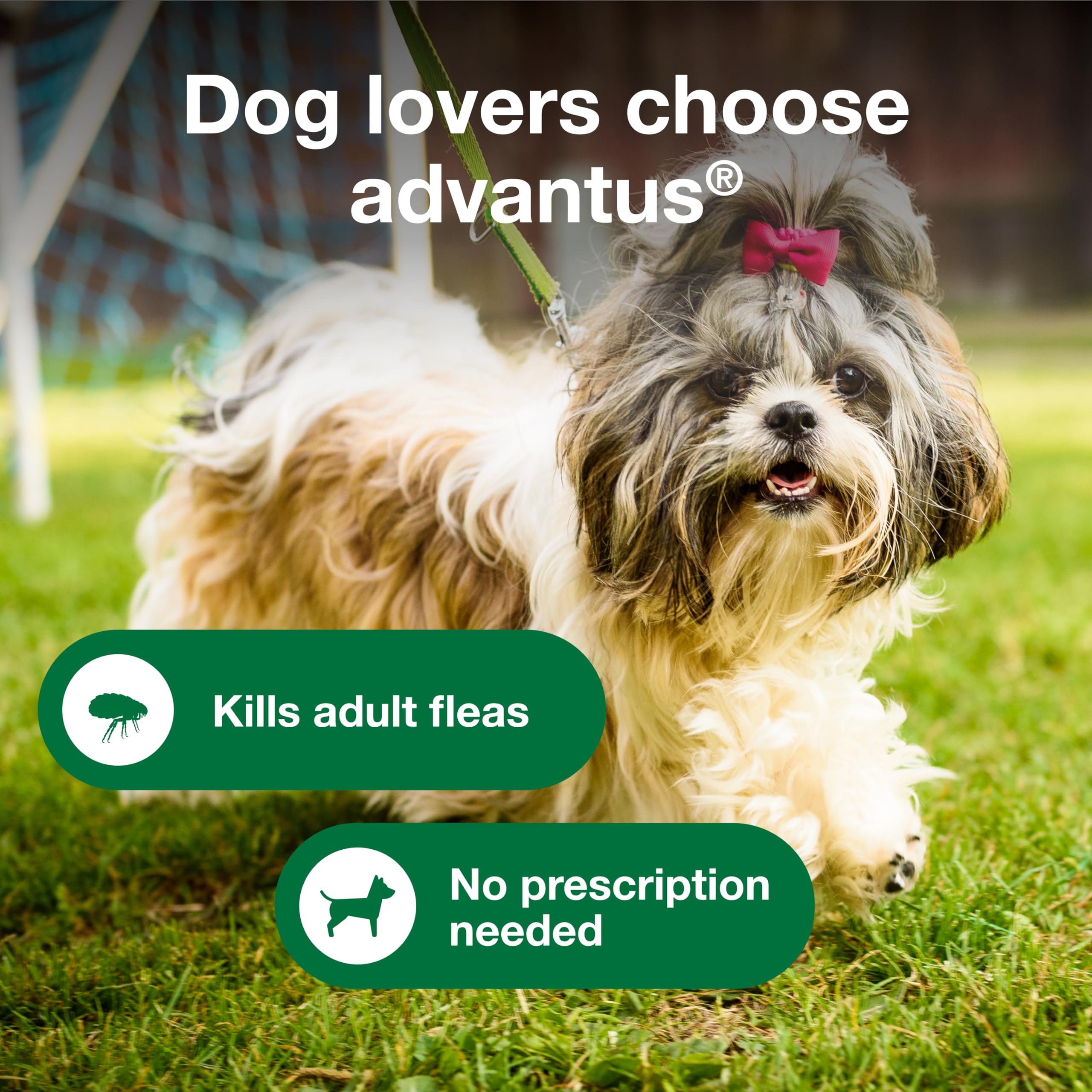 Advantus easy-to-give chew demonstrated for convenient dosing.