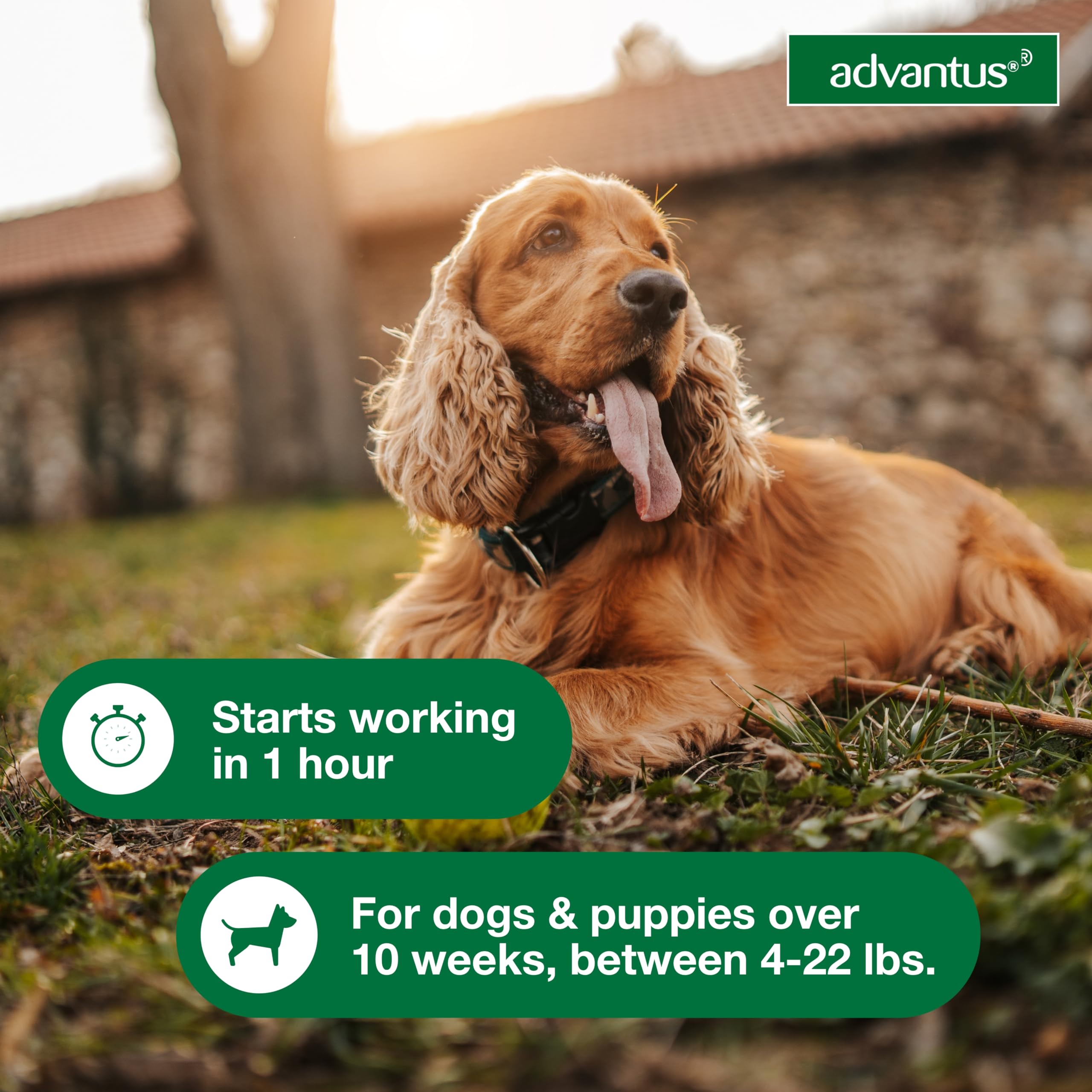 Advantus option for large dogs 23-110 lbs.