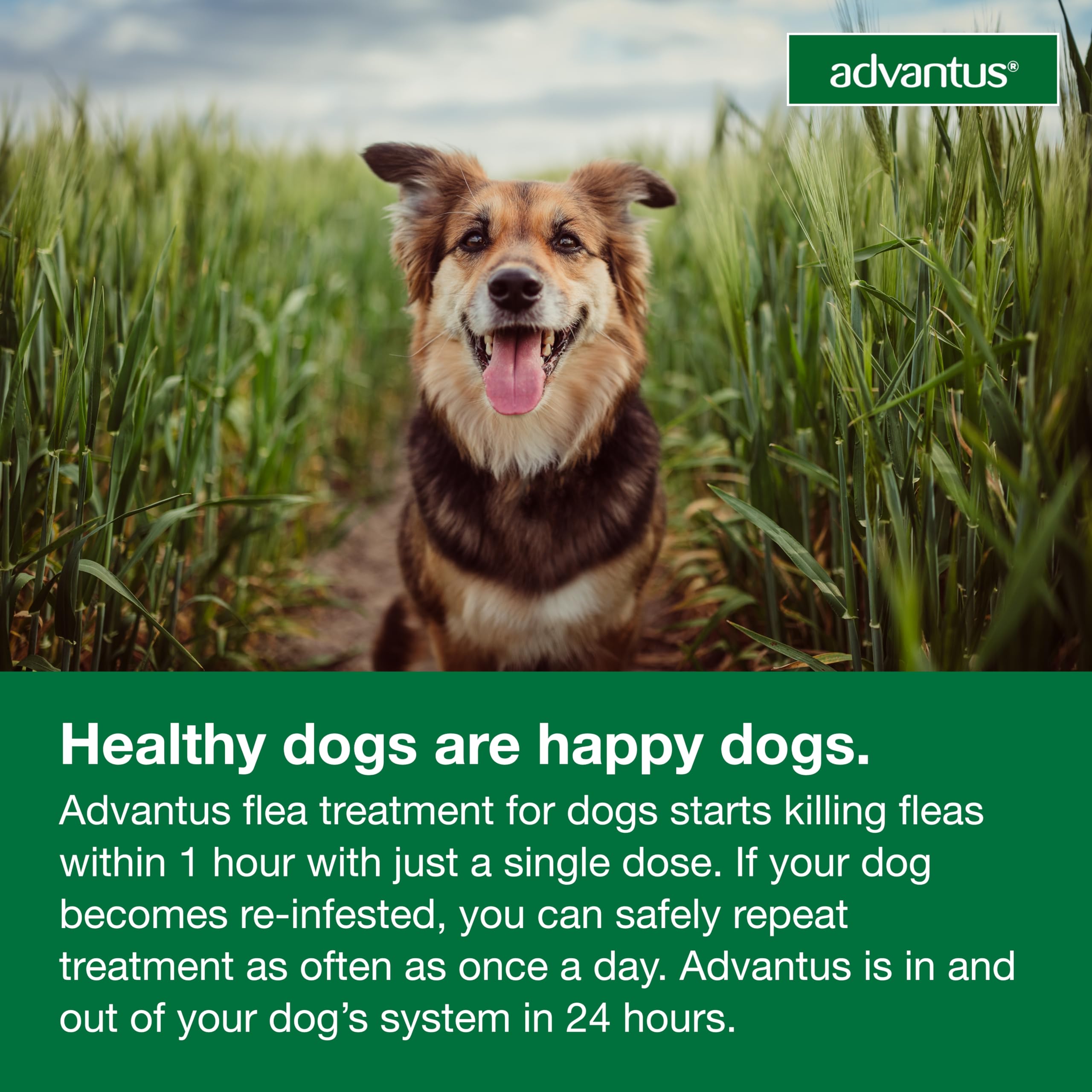 Advantus prescription-free flea treatment for dogs.