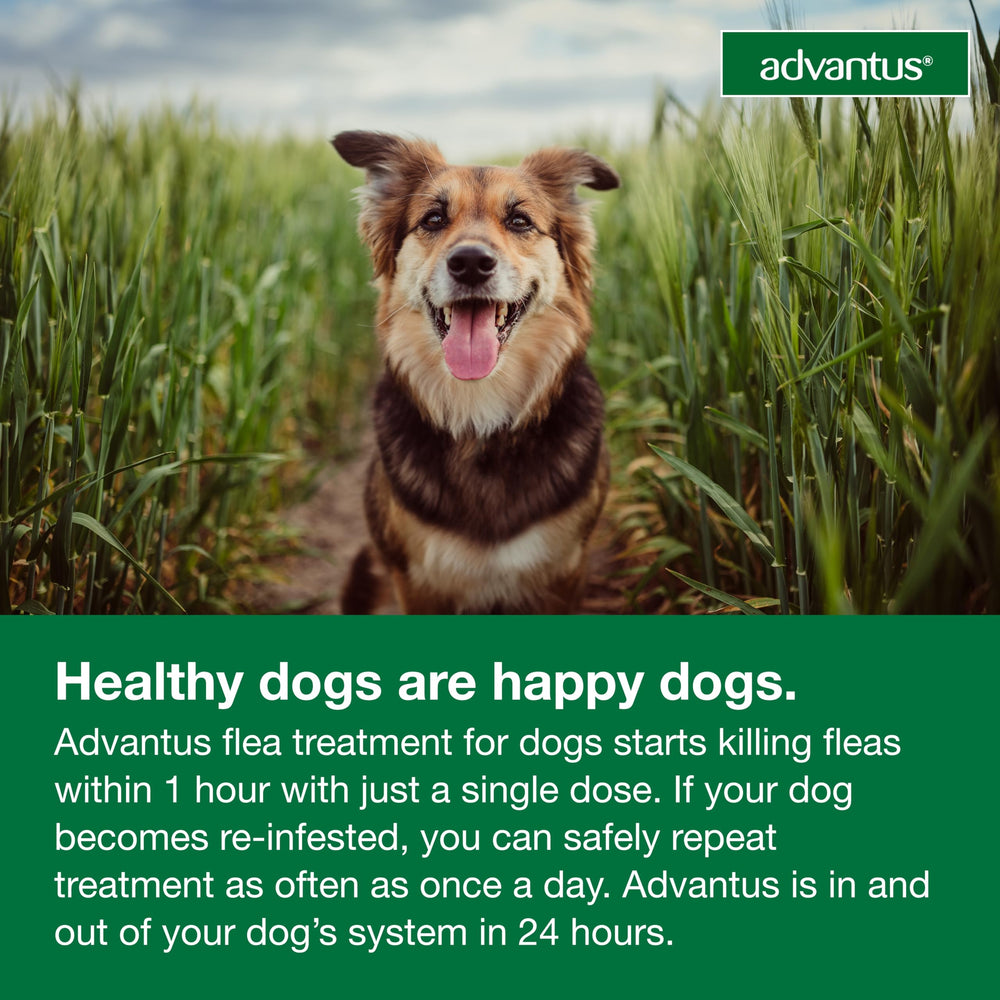 Advantus prescription-free flea treatment for dogs.