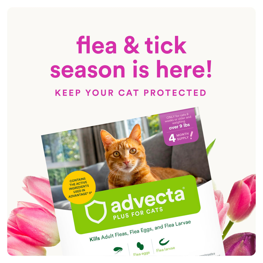 Advecta Plus flea treatment drops applied to skin to prevent bites.