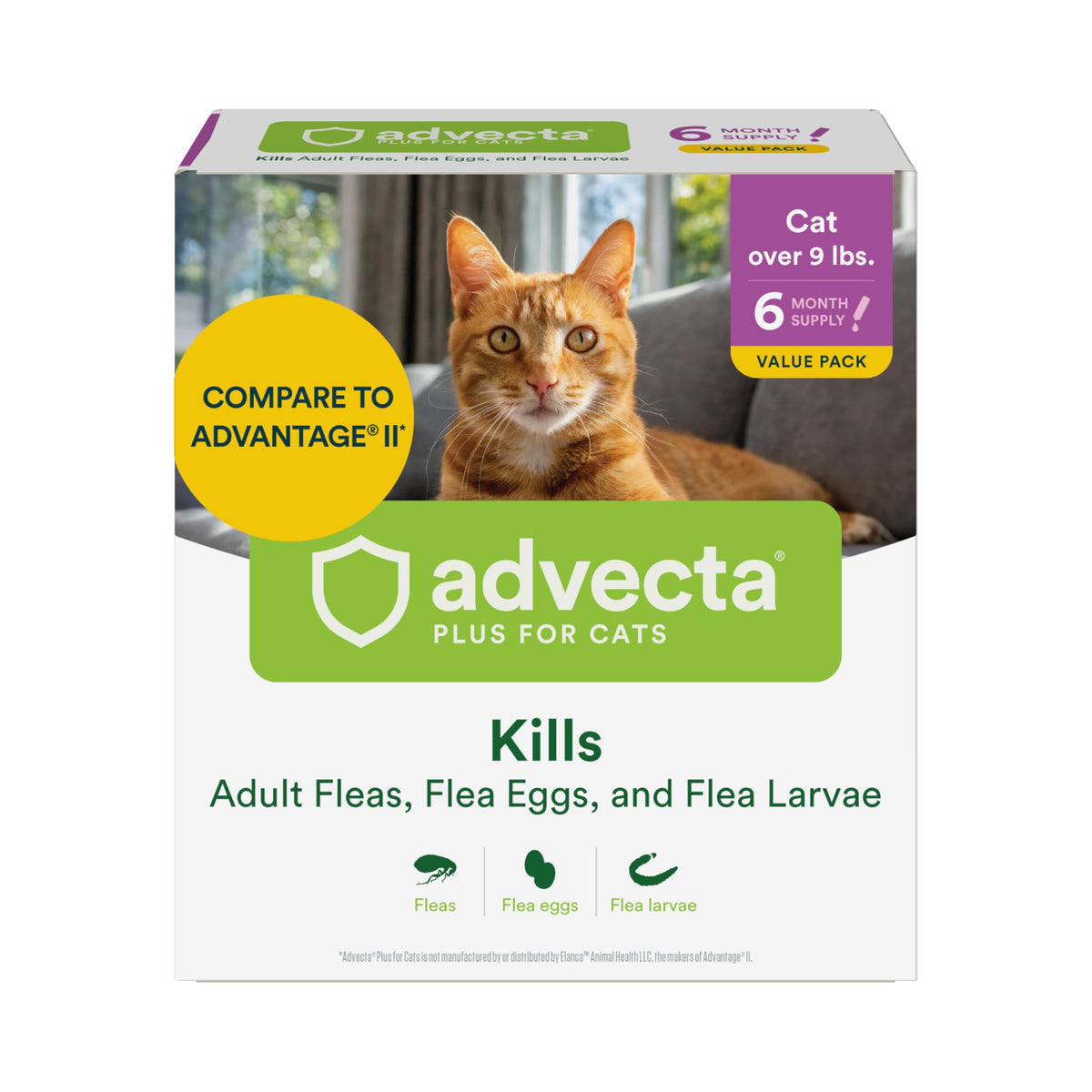 Advecta Plus topical application on a large cat for fast-acting flea control.