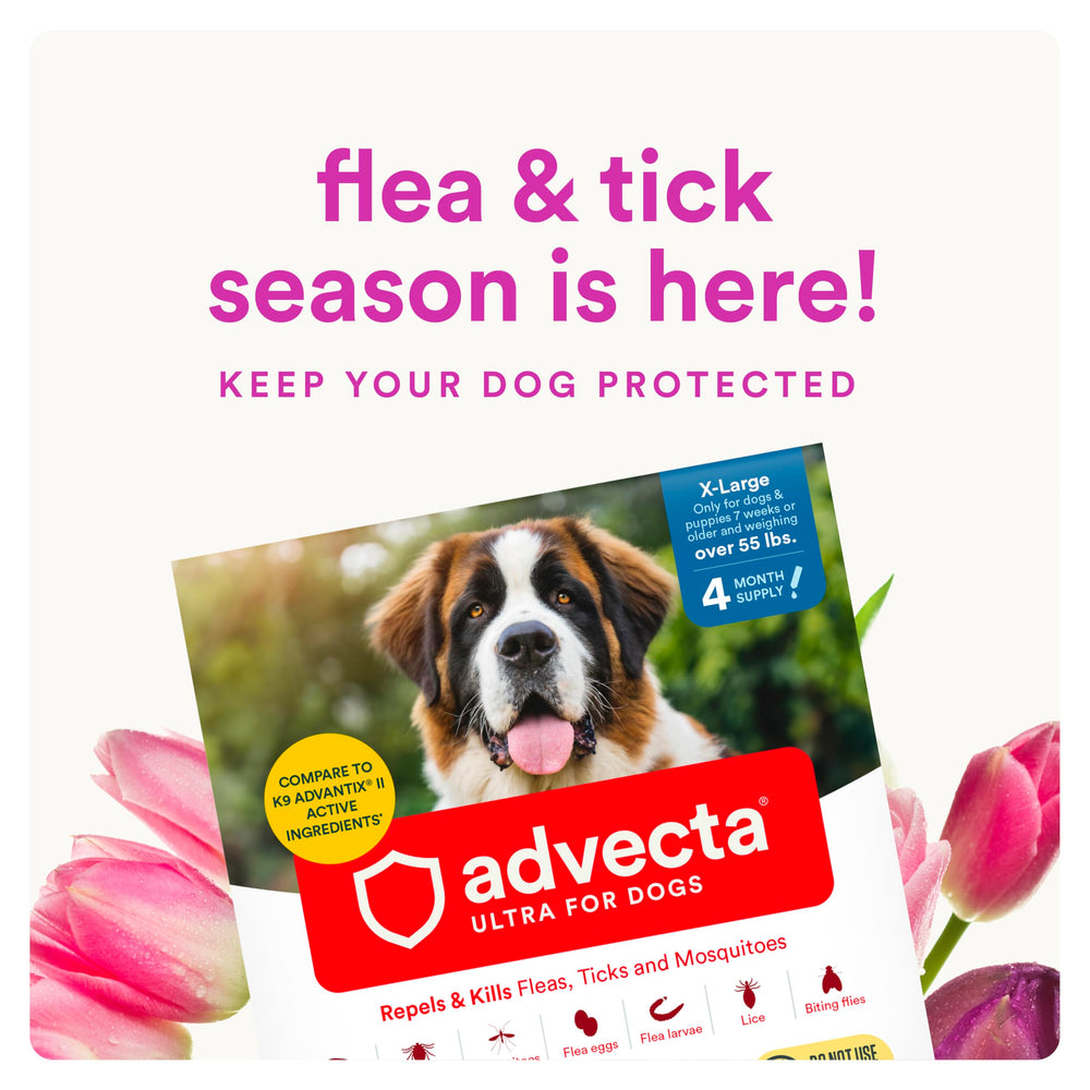 Applying Advecta Ultra on a dog's coat for convenient protection.