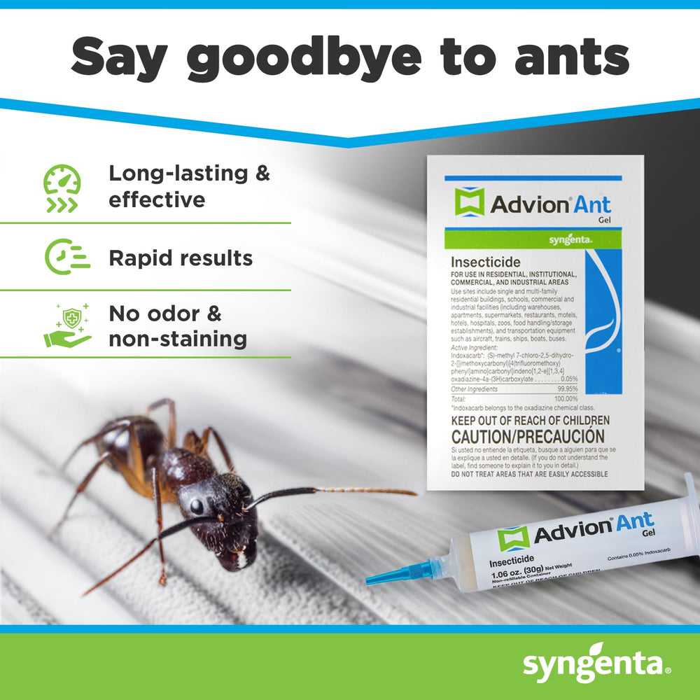 Advion ant gel application at a hotspot to attract sweet-feeding ants.