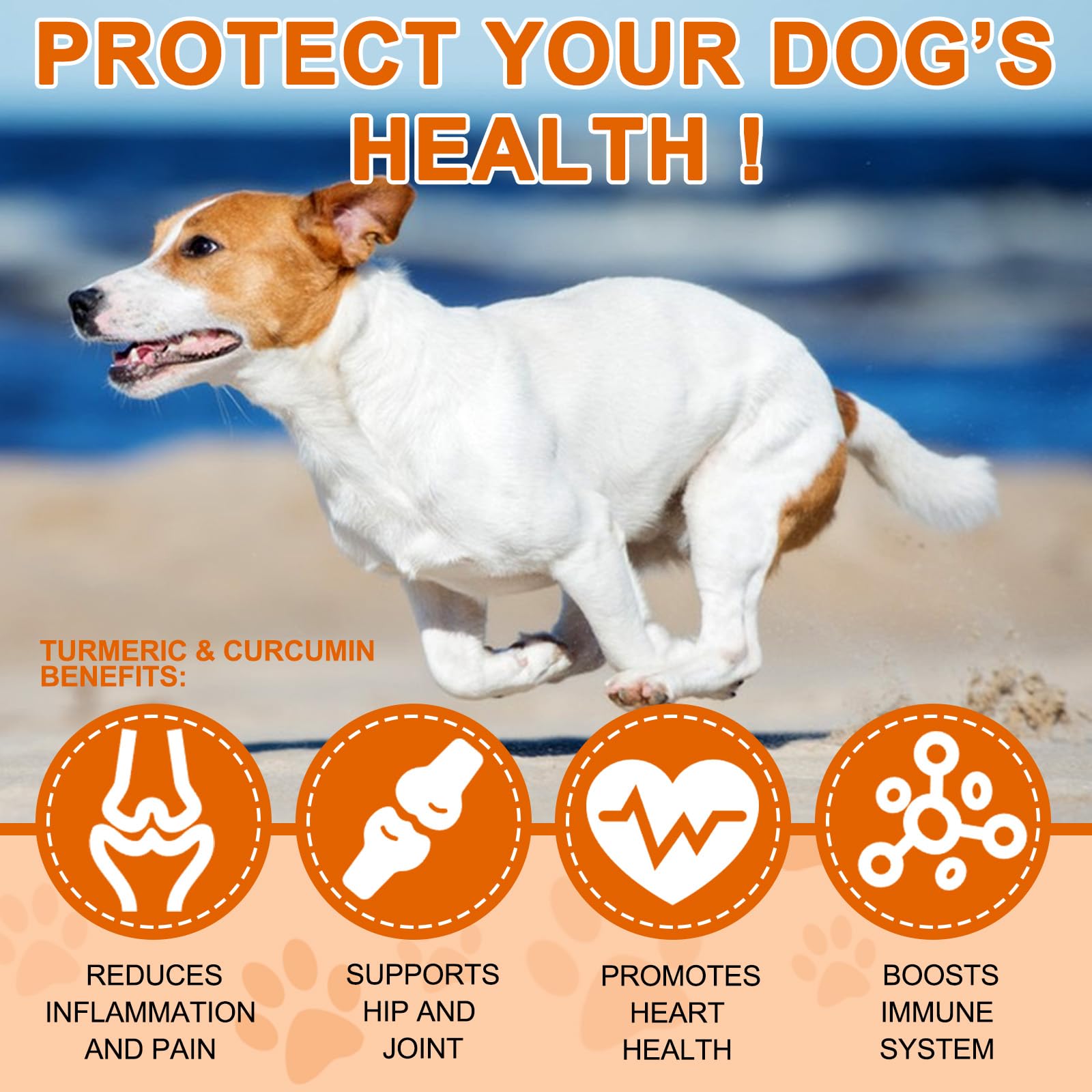 ALIVO Curcuma pour chiens — chien actif avec soutien des articulations