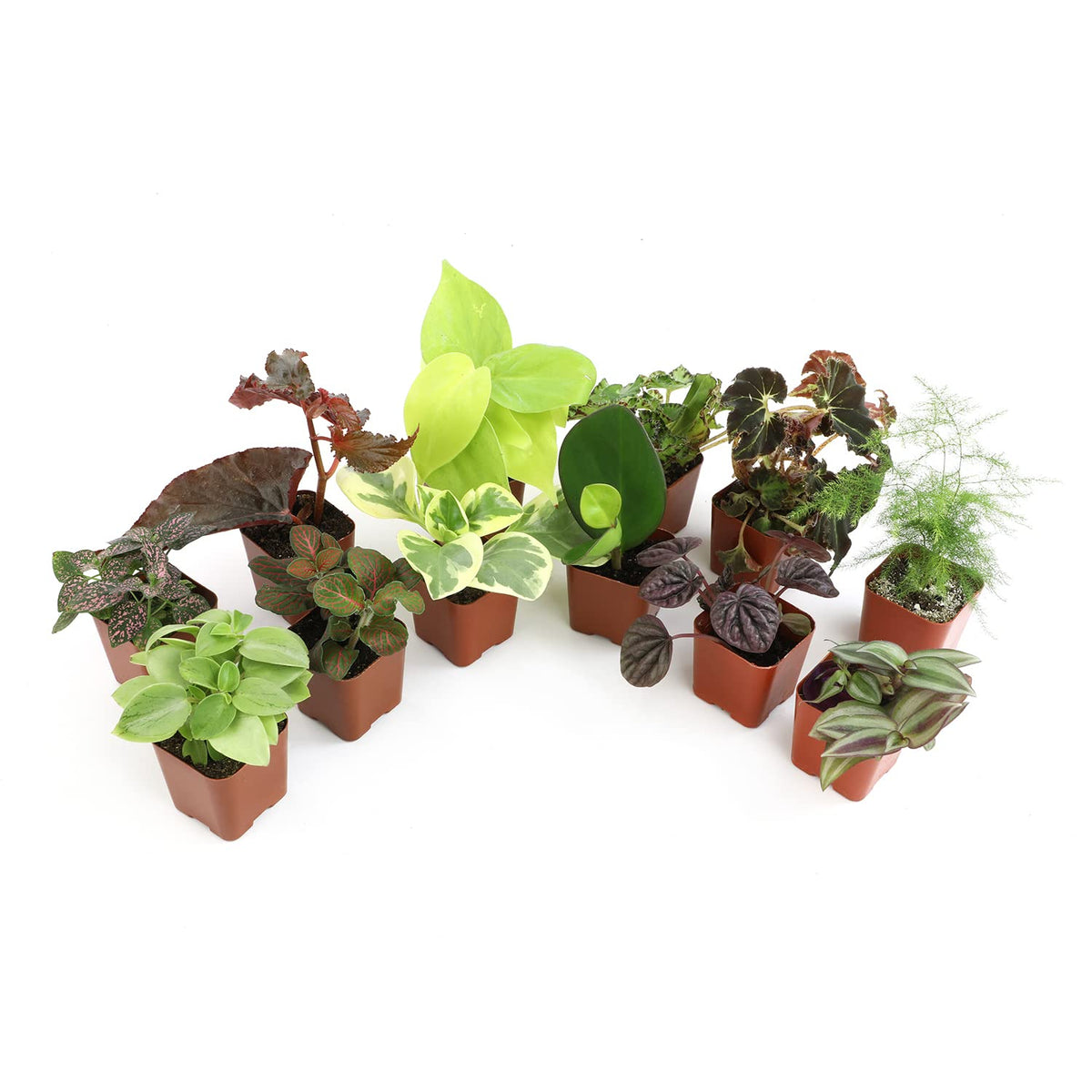 Altman Plants 12-pack live houseplants in 2-inch pots for compact indoor greenery.
