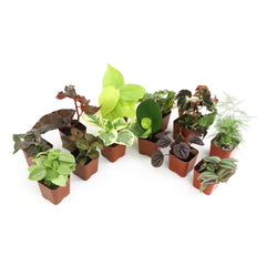 Altman Plants 12-pack live houseplants in 2-inch pots for compact indoor greenery.