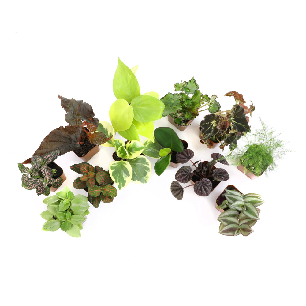 Altman Plants syngonium begonia mix creates dynamic indoor foliage.