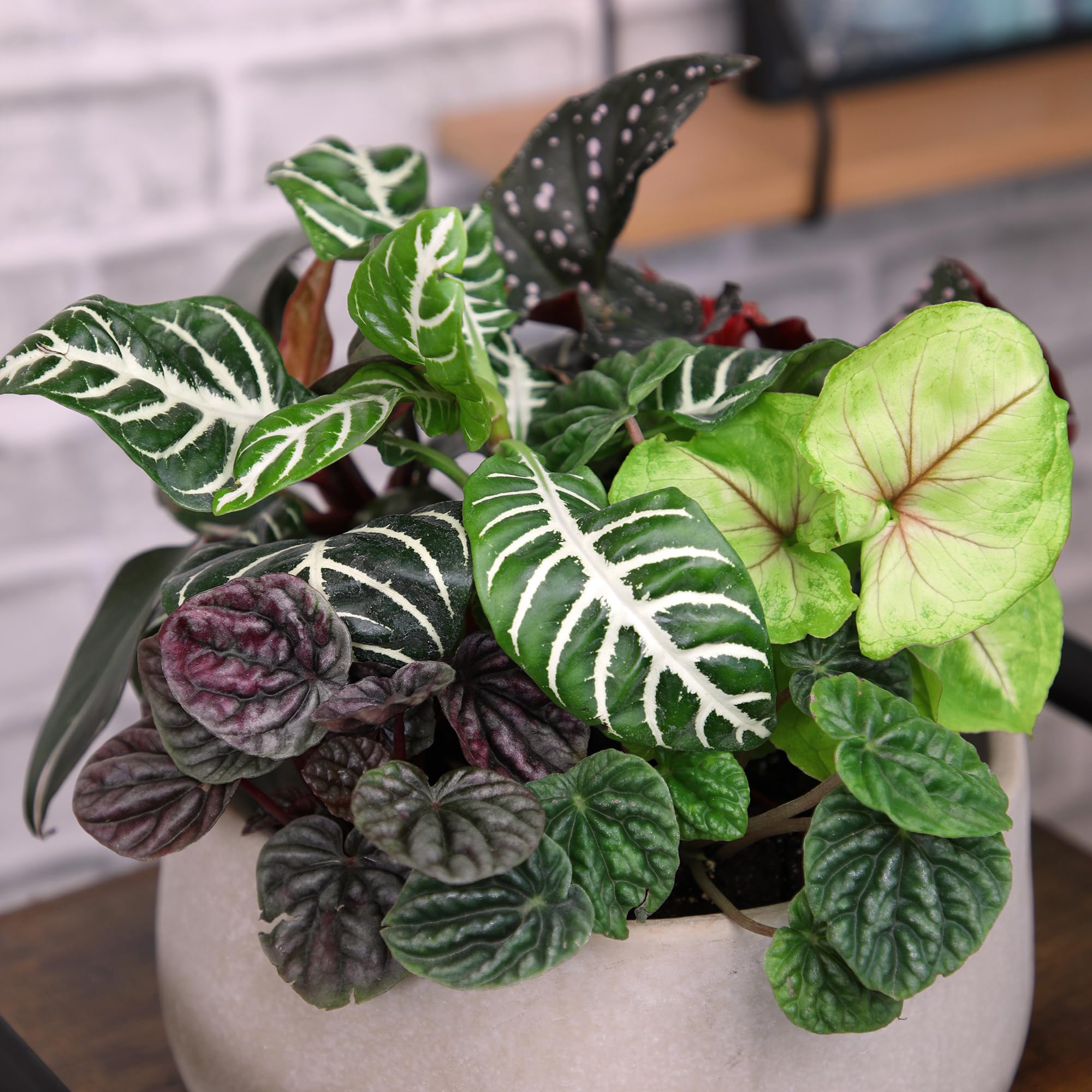 Altman Plants maranta and tradescantia varieties bring color and texture.
